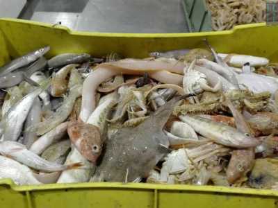 Il prezzo della �zuppa� � invitante: anche 5 euro per portarsi a casa un chilo tra minuscoli sparaglioni, scorfani, gronghi, rane pescatrici, tracine, gallinelle e sugarelli